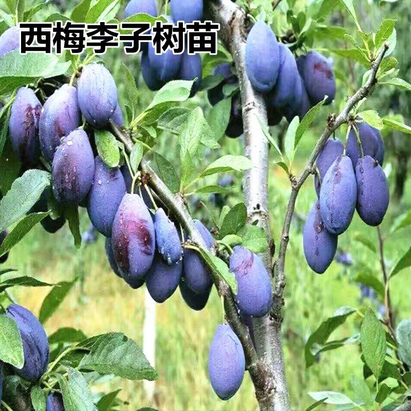 西梅李子苗李子树苗西梅皇后果树盆栽地栽庭院南北方种植当年结果