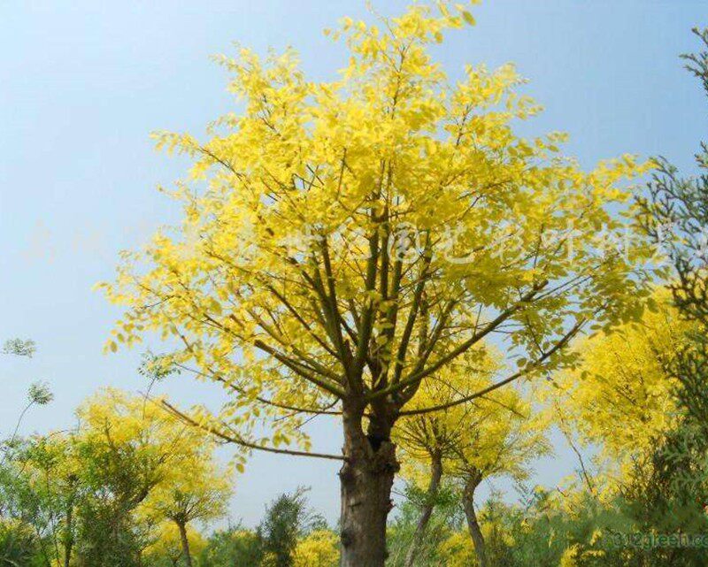 嫁接树苗黄金槐 金枝槐  黄金国槐 金叶国槐  庭院绿化树苗木