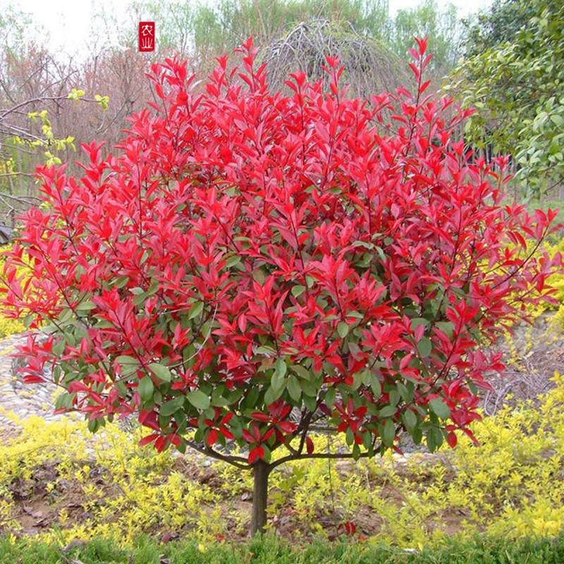 高杆 红叶 绿化 小苗红 行道 苗木 罗宾
