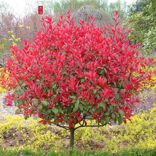 高杆 红叶 绿化 小苗红 行道 苗木 罗宾