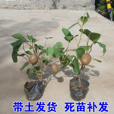 红心软枣猕猴桃苗果苗盆栽嫁接苗南方北方种植当年结果猕猴桃带土