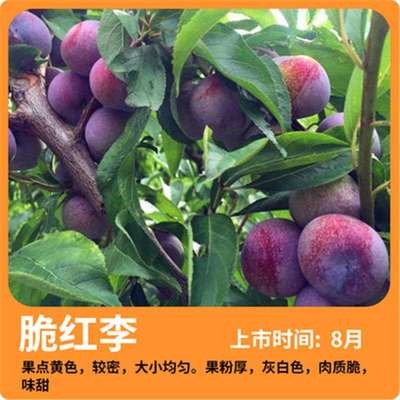 种植 特大 南北方 李子 脆红李 嫁接 树苗