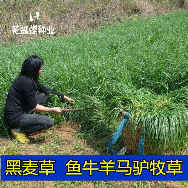 黑麦草种子马羊牛鱼草种子四季青牧草种籽南方北方种植多年生草籽