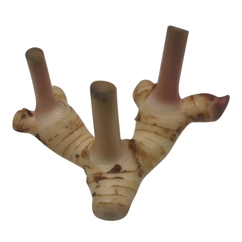 新鲜白皮南姜 高良姜 泰国餐厅冬阴功汤调味料香料