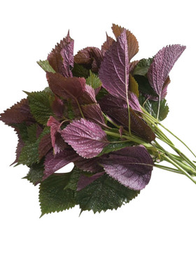 现摘新鲜紫苏叶带杆 新鲜食用牛蛙鱼虾蟹田螺调料