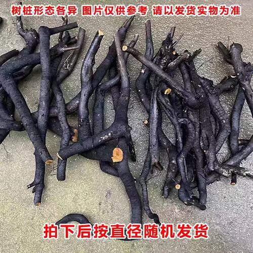 金弹子灌木盆景 1cm小桩室内生桩 新鲜保湿发货