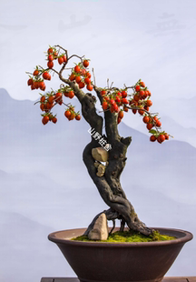 老鸦柿盆景原生桩根艺坨坨直播间专属链接绿植花束新鲜植物黄色