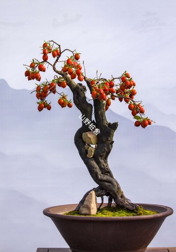 老鸦柿盆景原生桩根艺坨坨直播间专属链接绿植花束新鲜植物黄色