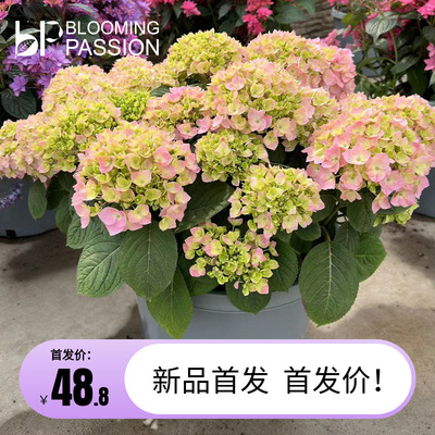 BP花卉梦想蓝天绣球花盆栽1加仑2加仑庭院阳台花园易养植物多年生