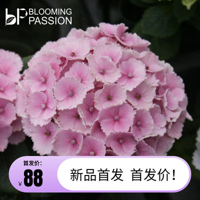 BP花卉少女泉绣球花盆栽2加仑庭院阳台花园易养植物多年生花期长