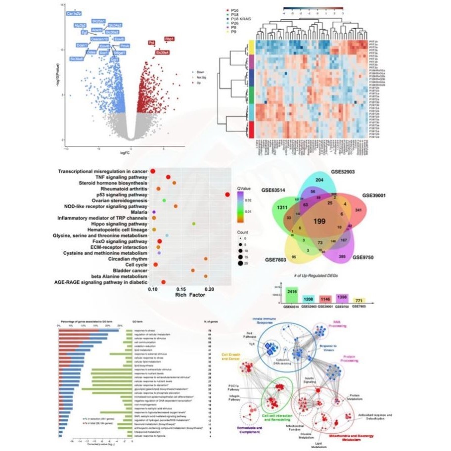RNAseq转录组生信分析miRNA/lincRNA/circRNA个性化作图RNA-seq