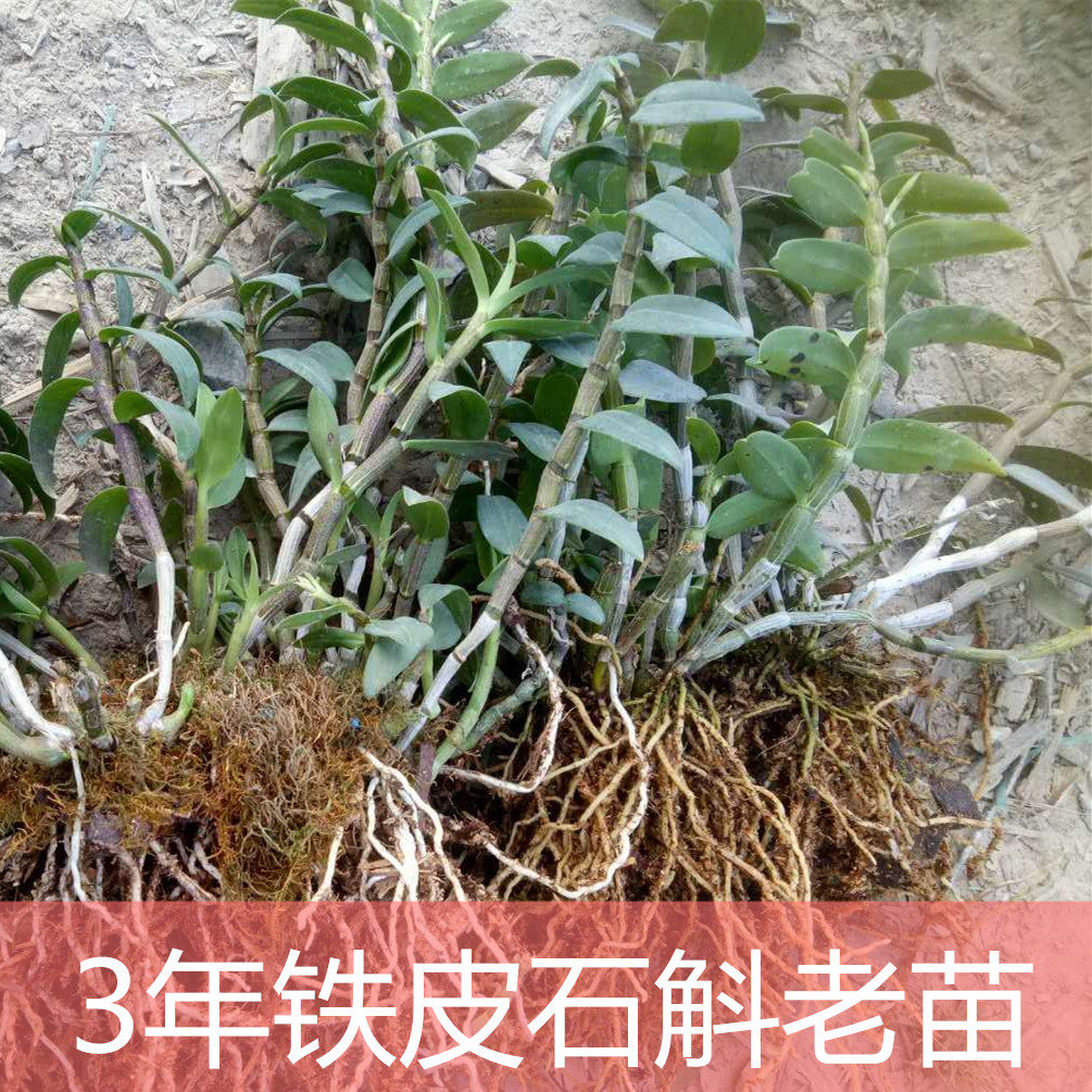 红杆大苗三年老条带根铁皮石斛