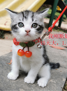 2米3米5米幼猫咪幼犬加长牵引绳套脖铃铛牵引绳茶杯犬迷你遛猫绳