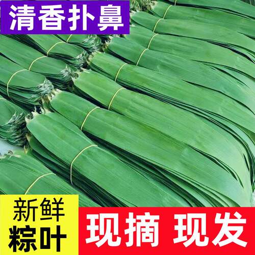 新店特惠本地粽叶免邮新鲜大芦苇叶农家苏北现采大号包粽子的叶子