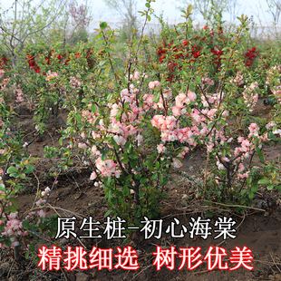 老王苗木日本木瓜海棠花苗盆栽盆景四季开花大苗花卉种植长寿冠