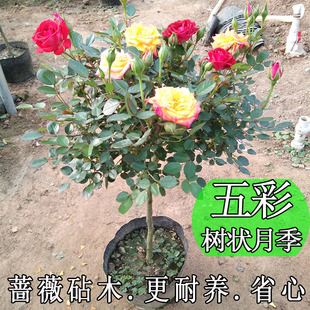 高杆树状五彩月季 森农哥 花苗树桩盆景植物当年开花欧月现挖现发