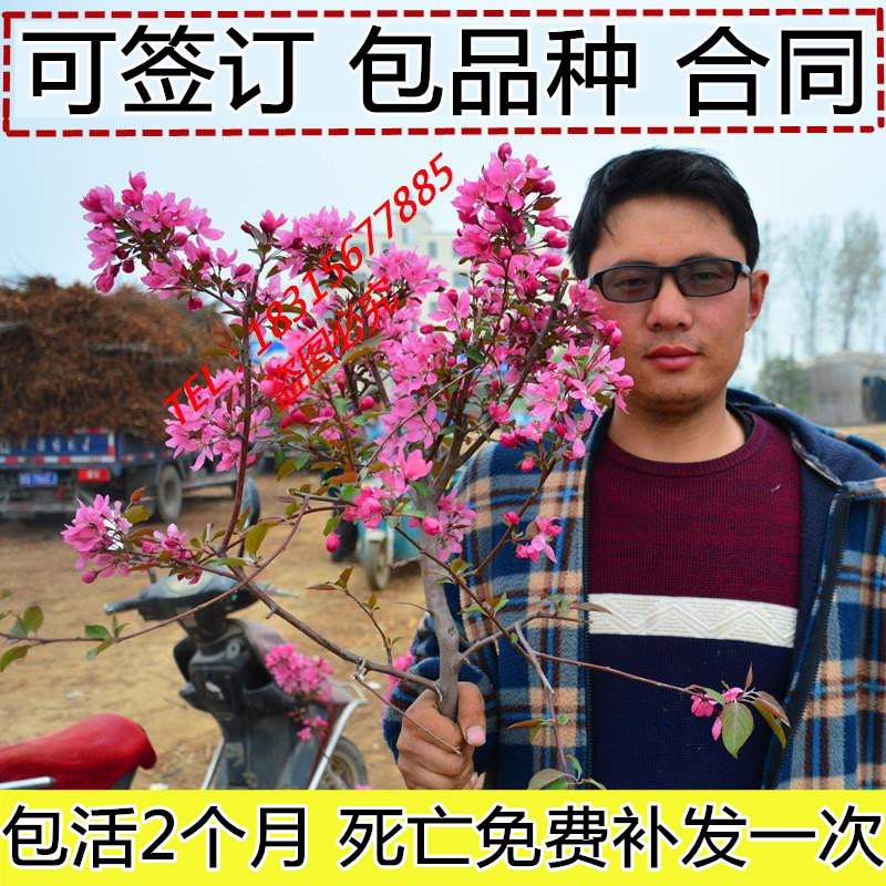 海棠花苗盆栽盆景四季开花大苗室内外绿植物花卉种子日本海棠种植在类目 鲜花速递/花卉仿真/绿植园艺, 花卉/绿植盆栽（新）, 花卉中 - 来自Buy2taobao.com提供专业的淘宝代购服务