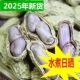 农家水煮花生晒干盐水花生咸味白玉咸干有嚼劲一斤 2025年新货