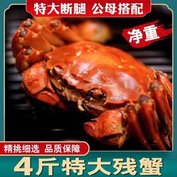 4斤断腿断脚蟹大纵湖大闸蟹特大残蟹鲜活螃蟹公3.5-4.3母2.5-3.5