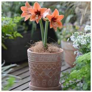 特价 大口径朱顶红种球绿植盆栽透气花盆 复古几何图案红陶土花盆