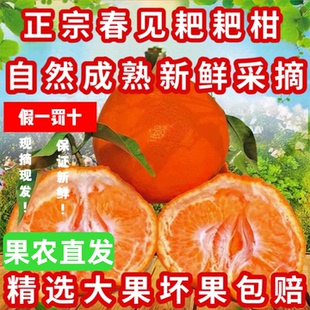 【果农直发】四川正宗春见耙耙柑 现摘现发 保证新鲜 自然成熟