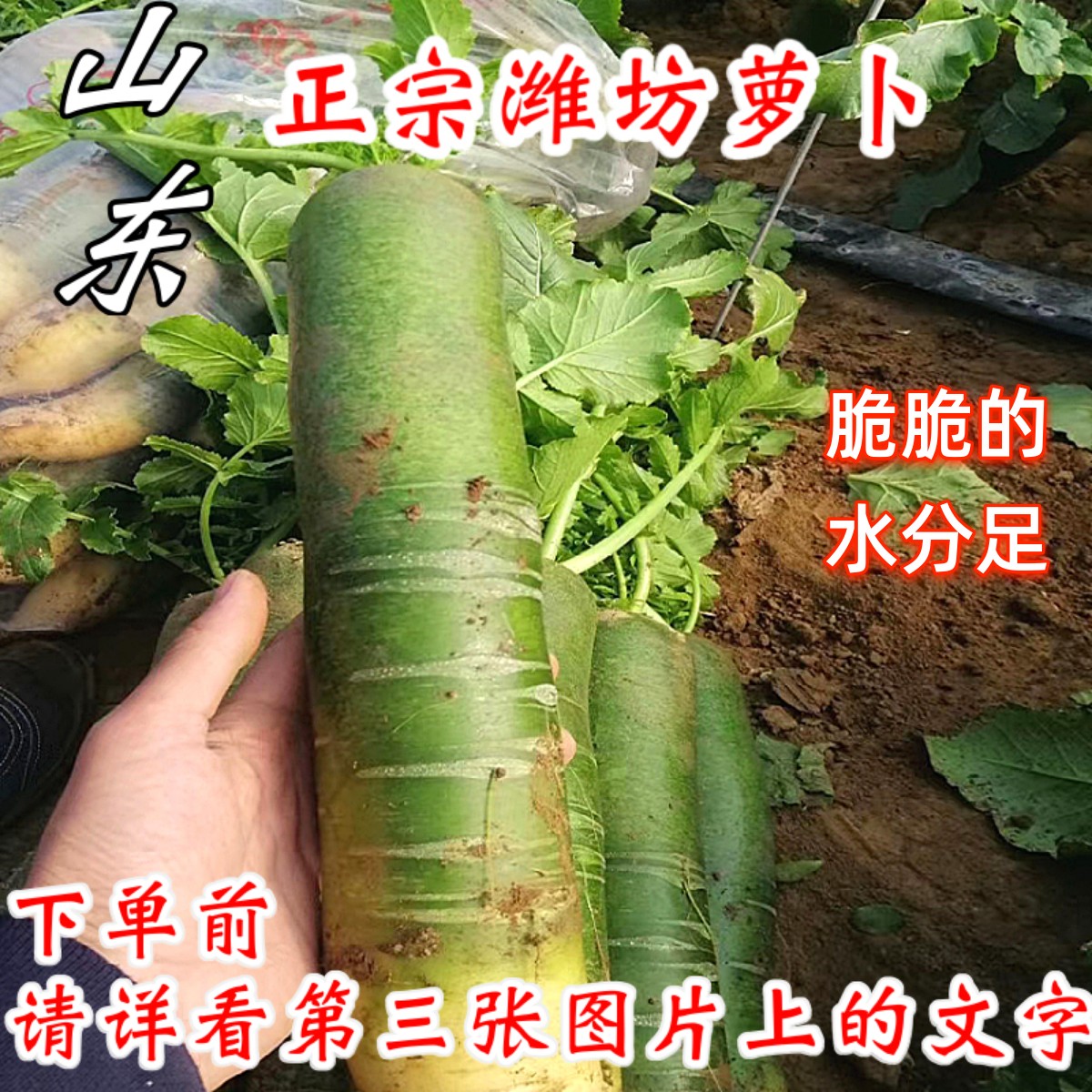 甜脆水果型潍坊萝卜现拔现发新鲜