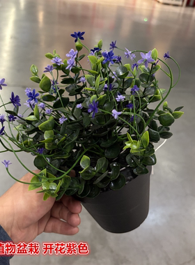 IKEA宜家 菲卡 开花仿真植物盆栽紫色装饰装扮假花人造花栩栩如生