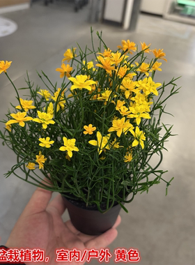 IKEA宜家 菲卡 人造盆栽植物黄色小碎花仿真植物装饰假花人造花