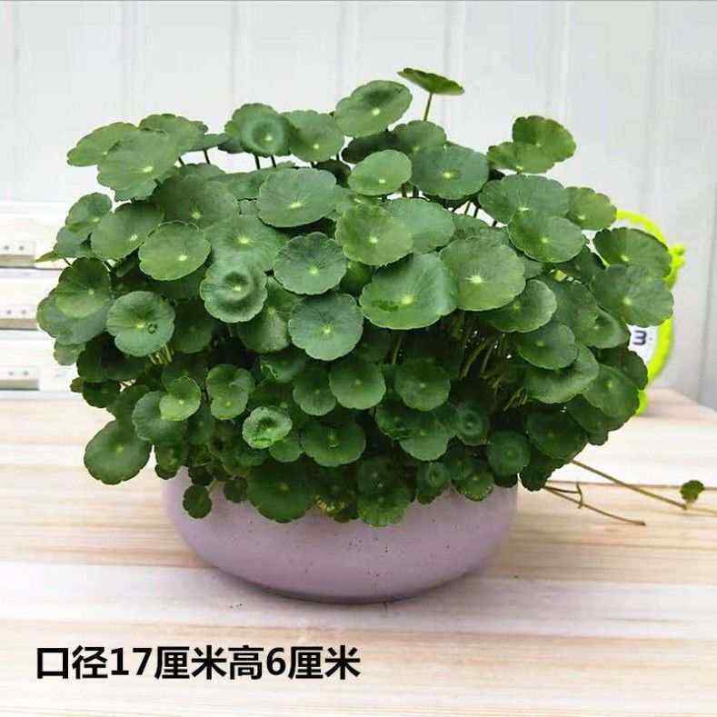 水养植物肥料多少钱 水养植物肥料优惠券免费领取 有条鱼