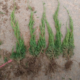 龙柏苗 龙柏小苗 龙柏树苗 小龙柏 龙柏 绿化小苗 乔灌木工程苗