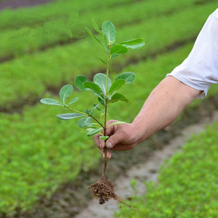 海桐苗 海桐树苗 海桐球庭院园林绿篱笆植物围墙四季常青气味芳香