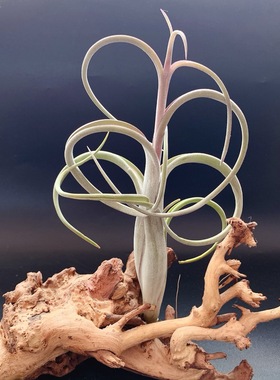 花中花T.intermedia经典品种空气凤梨无土植物懒人绿植基地