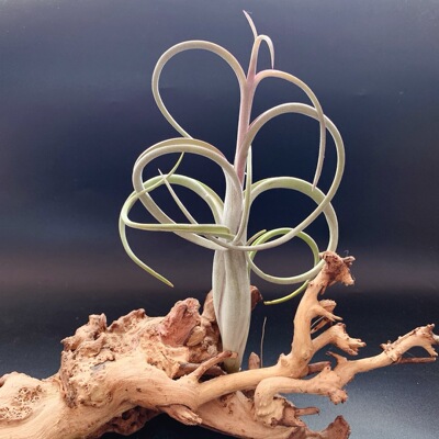 花中花T.intermedia经典品种空气凤梨无土植物懒人绿植基地