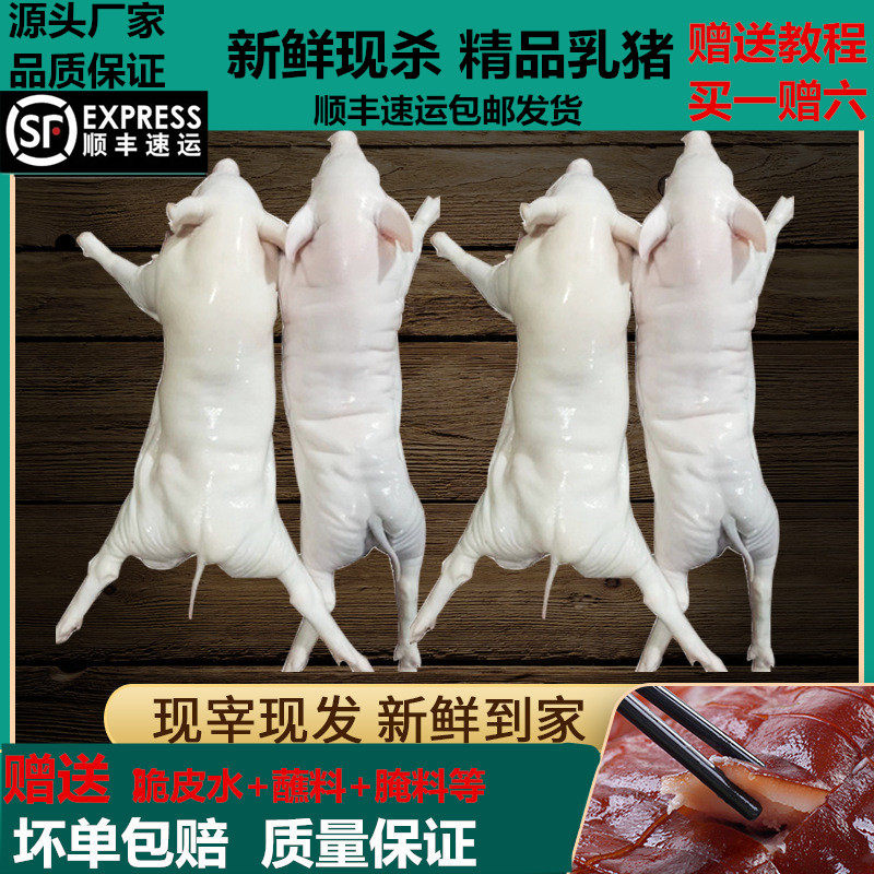 other-18°乳猪新鲜现杀品质保证