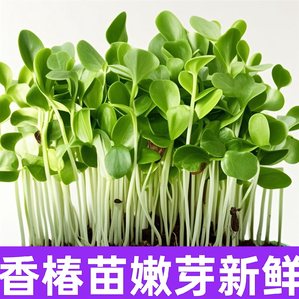 香椿苗可食用带根带叶点缀凉拌餐