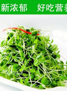 新鲜水培香椿芽苗菜香椿苗酒店摆盘点缀装饰时令蔬菜新鲜香椿苗芽