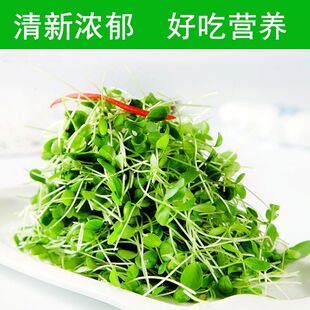 时令蔬菜水培香椿芽苗菜新鲜酒店摆盘点缀嫩芽芽苗菜香椿芽苗菜