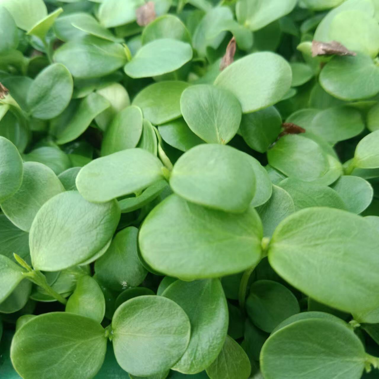 优质新品香椿苗芽苗菜新鲜