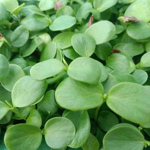 优质新品香椿苗芽苗菜新鲜
