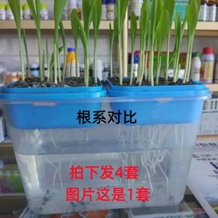 玉米、水稻、小麦种子发芽盒,盆栽实验,种子根系展示盒