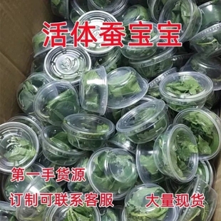 蚕宝宝批发活体金丝白蚕幼蚕学生养蚕套装蝉春蚕1龄3龄蚕卵送桑叶