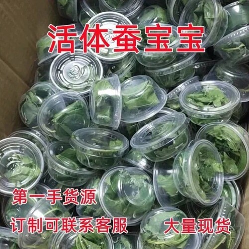 蚕宝宝批发活体金丝白蚕幼蚕学生养蚕套装蝉春蚕1龄3龄蚕卵送桑叶