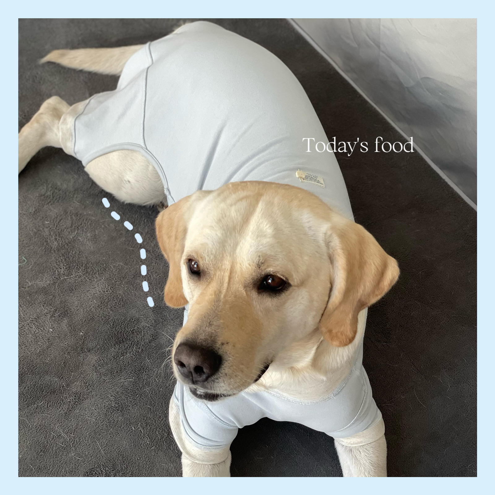 金毛衣服秋冬加厚边牧大狗四脚衣