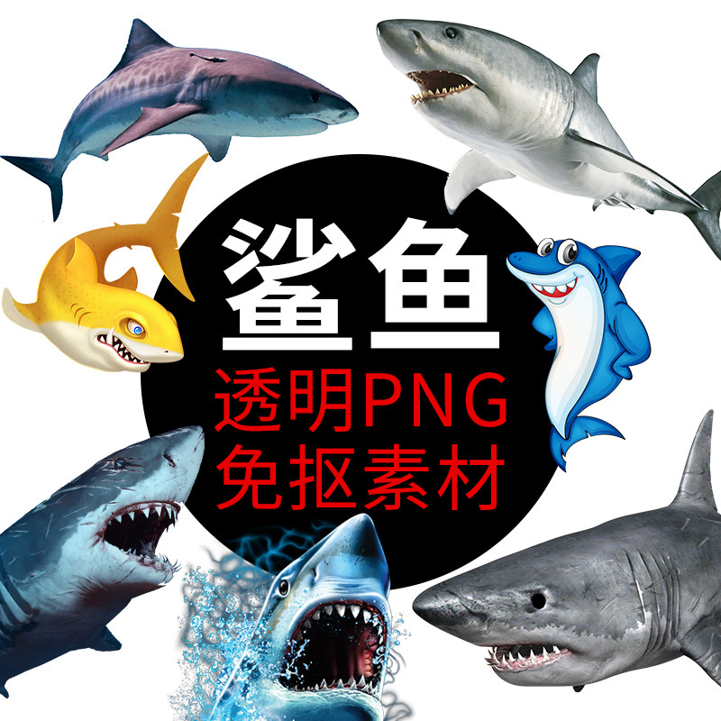 ps鲨鱼png格式免抠图白鲨鱼照片图片卡通高清透明底元素设计素材