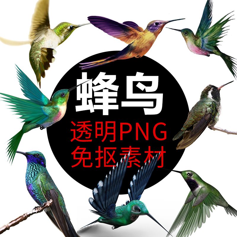 最小蜂鸟鸟类png格式免抠图照片 小鸟卡通高清透明底元素设计素材