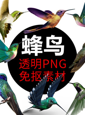最小蜂鸟鸟类PNG格式免抠图照片 小鸟卡通高清透明底元素设计素材