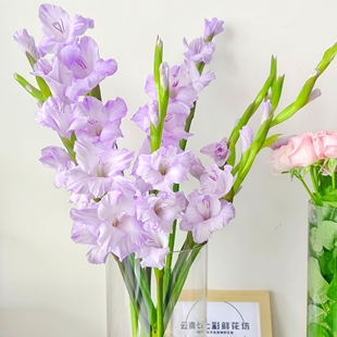 剑兰切花家用插花办公室水培鲜花真花云南基地直发