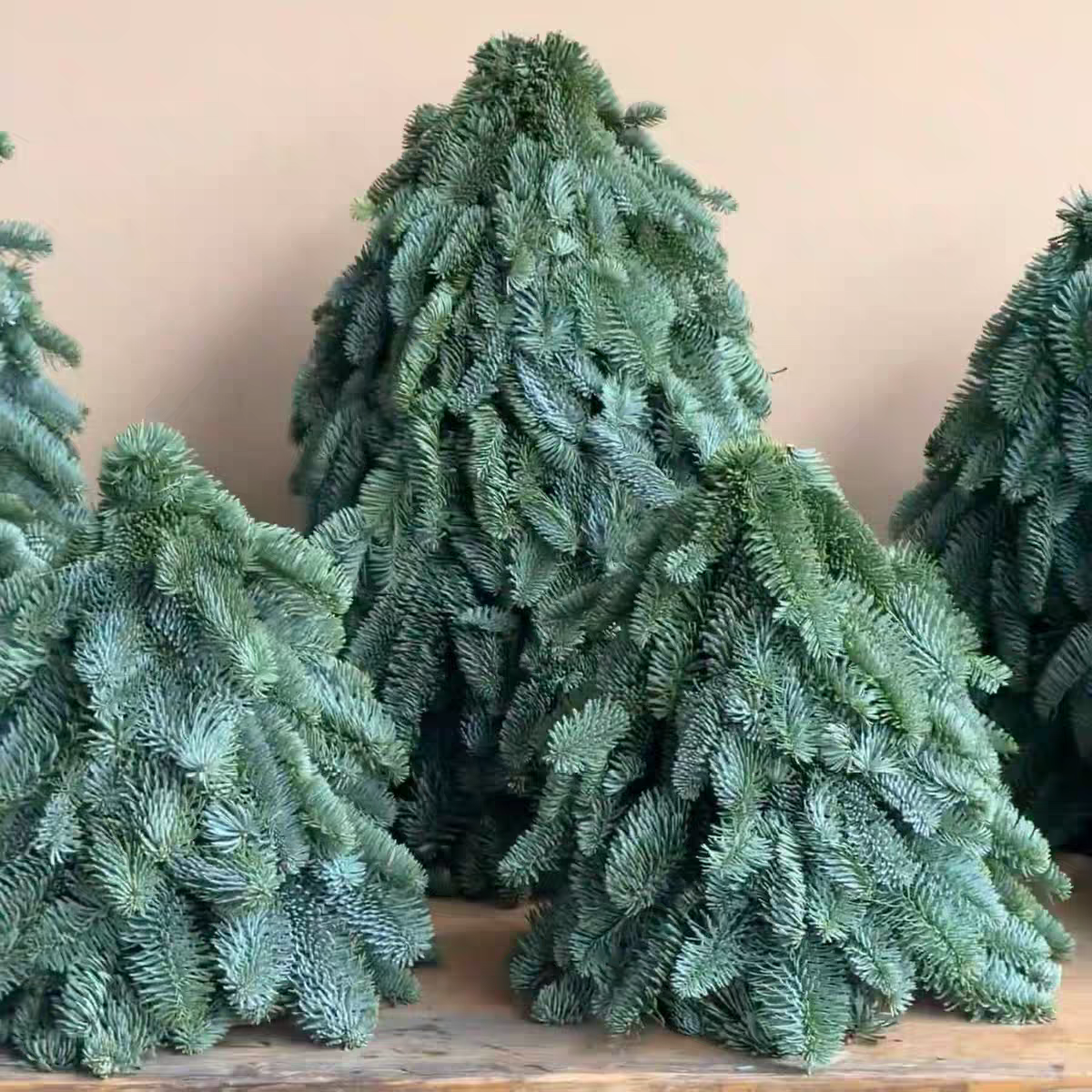 丹麦进口诺贝松圣诞树新鲜真树圣诞节客厅装饰云南直发