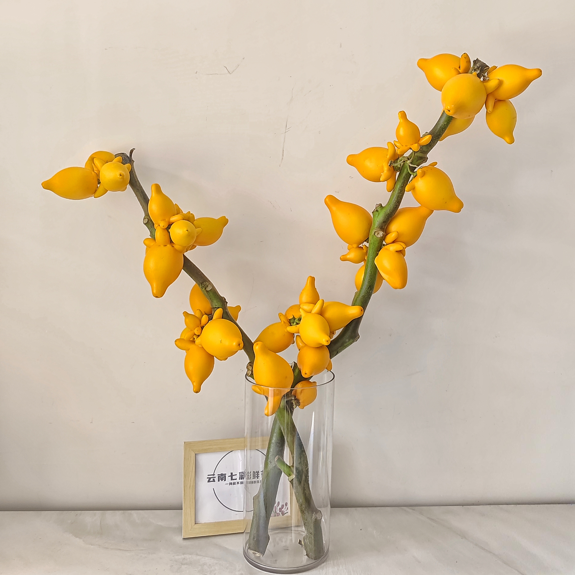 五代同堂果鲜切花黄金果鲜切花福禄果年宵花可水培可干插超长花期