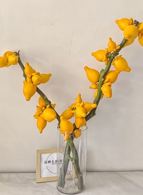 五代同堂果鲜切花黄金果鲜切花福禄果年宵花可水培可干插超长花期